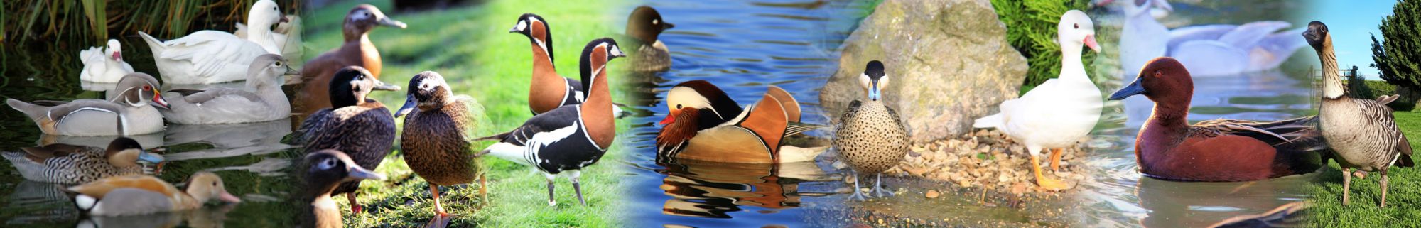 Willowtree Wildfowl Willowtree Wildfowl